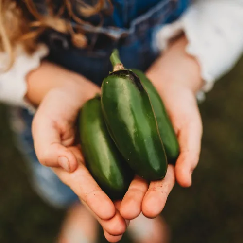 Vista 4 de Craig's Grande Jalapeño - 25 semillas - Variedad de jalapeño gigante de reliquia, semillas de vegetales sin OMG para plantar en el jardín doméstico