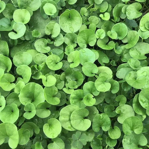 Vista 4 de Semillas de hierba Dichondra Repens - 1 libra