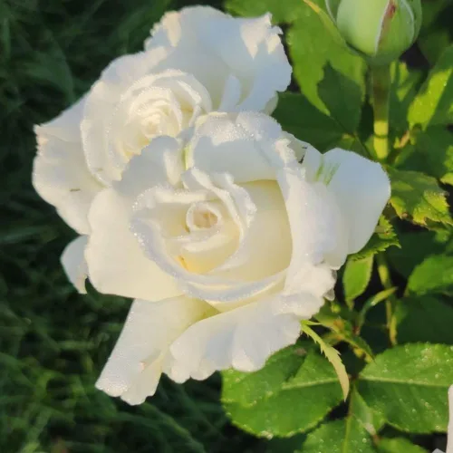 Vista 3 de Planta de rosa viva para plantar en interiores y exteriores, 5-10 pulgadas de alto, flores fragantes bien enraizadas, arbusto de rosas (rosa blanca)