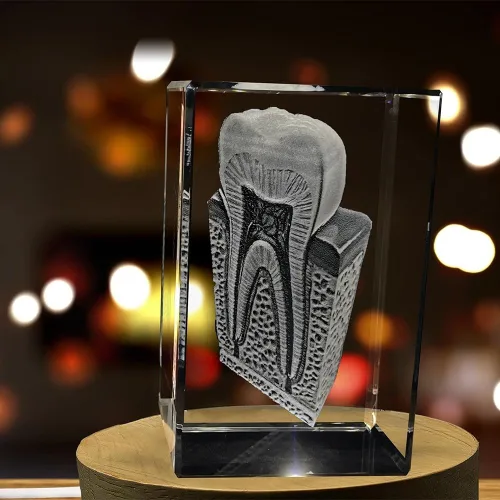 Vista 3 de Tooth are Recuerdo de cristal grabado en 3D Regalo para dentista Coleccionable Recuerdo Regalo personalizado de fotos de cristal 3D