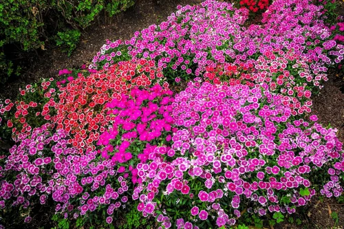 Vista 4 de 500 Pinks chinos mezclados China Rainbow Pink Dianthus Chinensis Semillas de flores bicolor