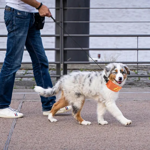 Vista 2 de NAMSAN Collar de correa retráctil para perros pequeños a medianos, collar de perro con correa retráctil integrada, todo en uno, ajustable, naranja