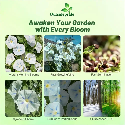 Vista 2 de Outsidepride Ismay Morning Glory Seeds - 250 unidades Semillas de flores anuales, trepadoras y enredaderas para plantar flores azul claro, ideales