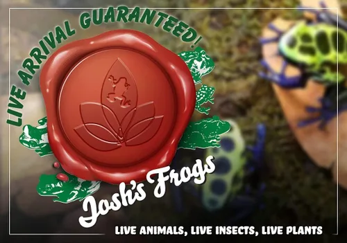 Vista 4 de Josh's Frogs Hoya - Planta de cera (flor de cera común)