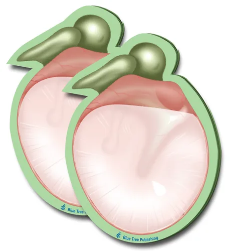 Vista 6 de Notas Adhesivas de Anatomía