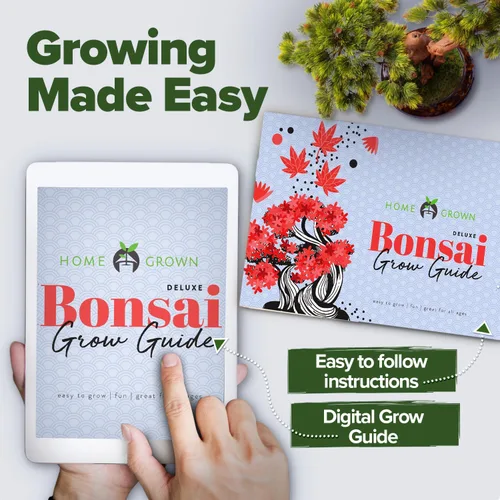 Vista 8 de HOME GROWN Kit de Árbol Bonsái – Juego Inicial Premium de Cerámica con 4 Variedades de Bonsái – Fácil Regalo de Jardinería Interior para Hombres