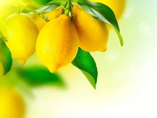 Vista 2 de Semillas de limonero para plantar, semillas de frutas de jardín (limón - 20 semillas)