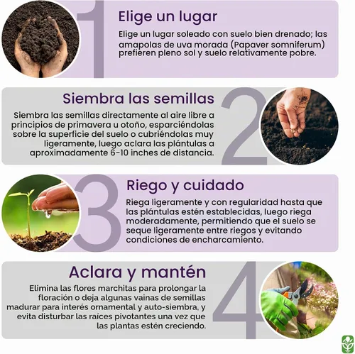 Vista 5 de Purple Grape Poppy Seeds - Amapola alta con marcas negras - 3000 semillas