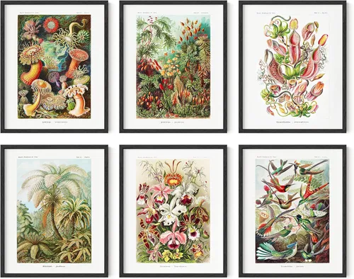 Vista 18 de HAUS AND HUES Pósteres florales y de plantas, juego de 6 impresiones botánicas, arte de pared de flores y plantas, decoración botánica