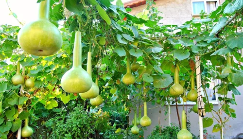 Vista 2 de Semillas Vegetal Calabash Botella Calabash Verde Calabaza (Lagenaria) - 10 Semillas