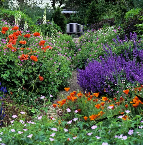Vista 4 de 50 semillas de flores de hierba herbácea azul Nepeta Mussinii