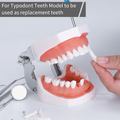 Vista 3 de 32 piezas de dientes extraíbles para dientes Typodont modelo compatible con Kilgore Nissin para enseñanza, estudio