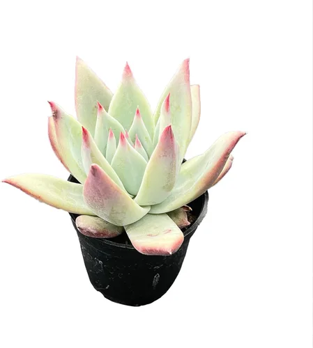 Vista 4 de Plantas de interior vivas suculentas "Bead Vine", tamaño aproximado de 2 pulgadas, suculentas en maceta, completamente enraizadas, de fácil cuidado