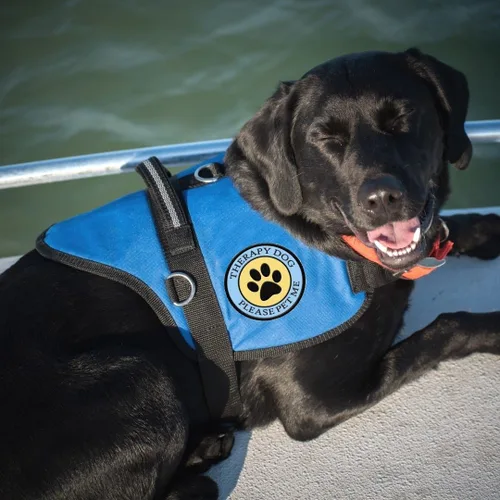 Vista 6 de Therapy Dog - Parche cosido con estampado de patas, para terapia de perro o arnés
