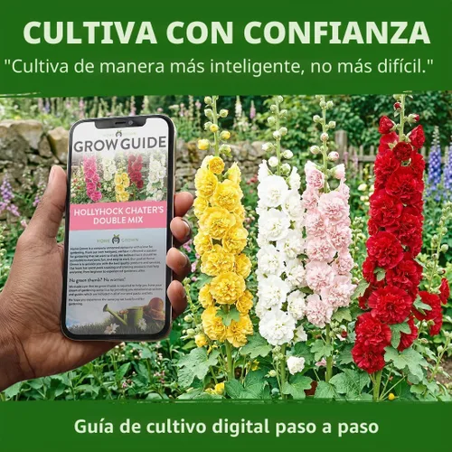Vista 8 de HOME GROWN Semillas de Hollyhock de doble mezcla de Chater, 200 semillas