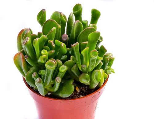 Vista 2 de Planta suculenta crassula viva - Suculenta crassula de 4 pulgadas totalmente arraigada (Crassula Gollum)
