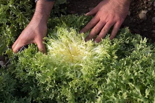 Vista 3 de Semillas Endive Lechuga Amarillo Corazón Rizado Frisee 50 Días para Ensalada Vegetales No OGM para Plantar 700 Semillas