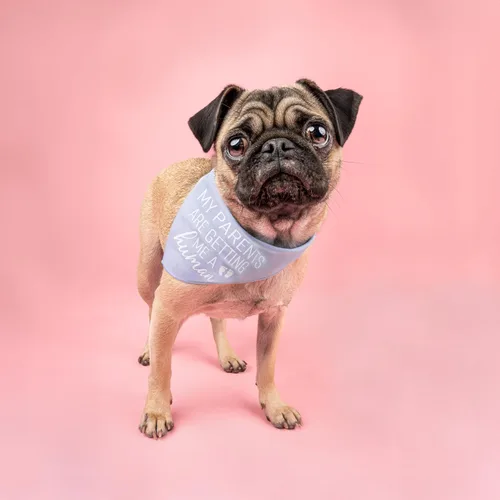 Vista 2 de My Parents are Getting Me A Human Dog Bandana Triángulo ajustable 100% algodón Fabricado en Estados Unidos Nuevo bebé Anuncio de embarazo
