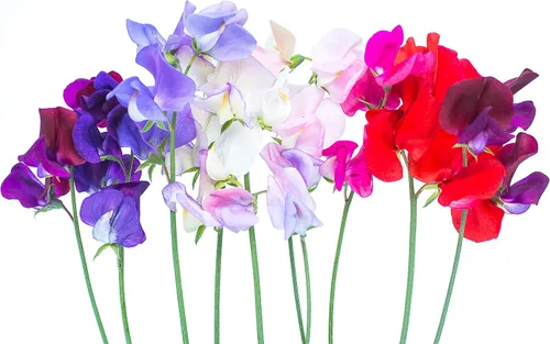Vista 2 de Guisantes Dulces Fragantes 100 Semillas Familia Real (Lathyrus odoratus)