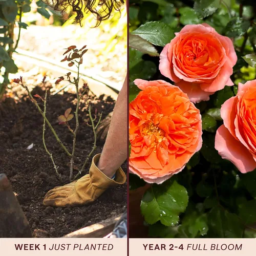 Vista 3 de Rosas Heirloom Floribunda, Planta de raíz propia viva para jardín al aire libre, Adobe Sunrise™, ligeramente fragantes, zonas de rusticidad: 5-10