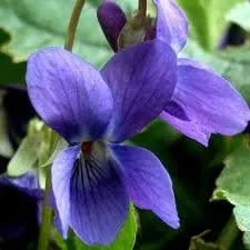 Vista 2 de SEEDSURVIVOR Viola Queen Charlotte (Sweet Violet) Flor Perenne Dulce Perenne Perfumada 3 Semillas