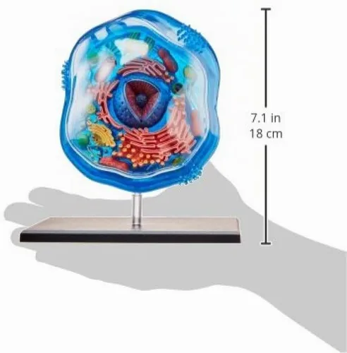Vista 4 de Modelo de anatomía de célula animal 4d-science de Framemaster