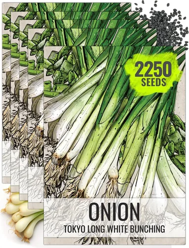 Vista 16 de Seed Needs Semillas de cebolla roja borgoña para plantar reliquia y sin OMG, 1 paquete