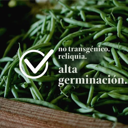 Vista 3 de Mountain Valley Seed Co Broad Windsor Fava - Semillas de frijol