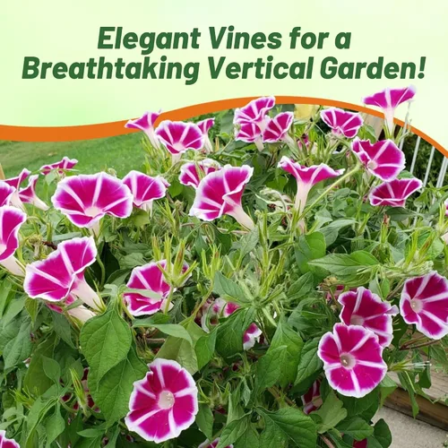 Vista 6 de Outsidepride Rosita Morning Glory Seeds - 50 unidades Semillas de flores anuales, trepadoras y enredaderas para plantar grandes flores rojas