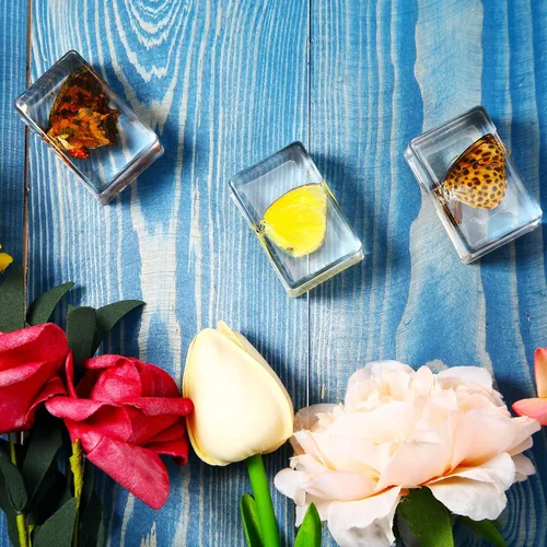 Vista 4 de 12 piezas de especímenes de insectos para niños, kit de colección