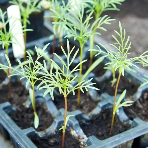 Vista 8 de Seed Needs Cosmos Seeds White Purity 5,000 Semillas Heirloom Paquete a granel