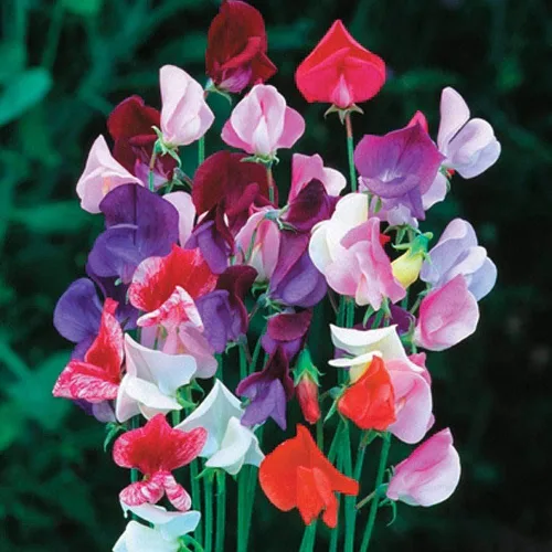 Vista 3 de Semillas Flores Sweet Pea Anual - 10 Semillas