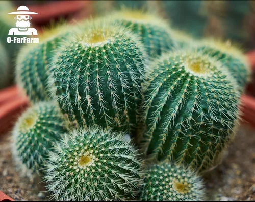 Vista 6 de Mezcla para macetas de suelo de cactus, 1.1 libras, pH optimizado de drenaje rápido con nutrientes añadidos, perfecta para macetas pequeñas de cactus