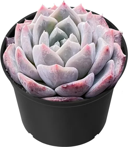Vista 26 de Sprout N Green Echeveria 'Ball of Fat', planta suculenta viva rara totalmente enraizada en maceta de 2 pulgadas con tierra, oficina en casa