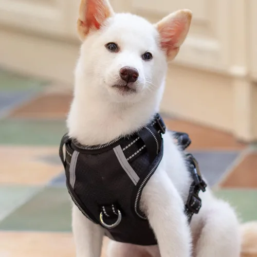 Vista 20 de Arnés antitirones para perro pequeño con 2 hebillas de liberación rápida y mango de fácil control, chaleco suave reflectante sin estrangulamiento