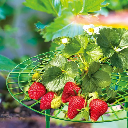 Vista 3 de Paquete de 6 soportes de fresa, plantas de soporte de fresa vivas para plantar, marco de cultivo de fresas, enrejado de fresa para mantener la fruta