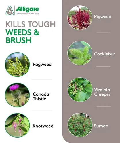 Vista 3 de ALLIGARE Concentrado de amina 2,4-D herbicida posemergente para controlar la trenza de cerdo, cardo y más, 46.8% de ingrediente activo, para césped