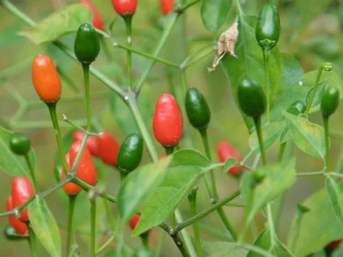 Vista 3 de Chile Pequin Peppers - Pequeños chiles rojos brillantes - Empacan un ponche (10 - Semillas)