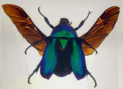 Vista 21 de 44mm Hormiga gigante tropical real en resina de lucita transparente cristalina, espécimen preservado Pseudoneoponera Rufipes, taxidermia