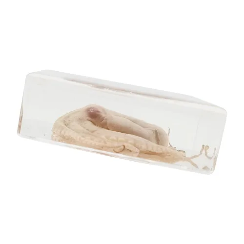 Vista 4 de Muestras de pulpo reales en manualidades de pisapapeles de resina, colección de taxidermia de animales para educación científica y adorno