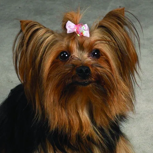 Vista 4 de Aria Pixie Bows para perros, recipientes de 100 piezas