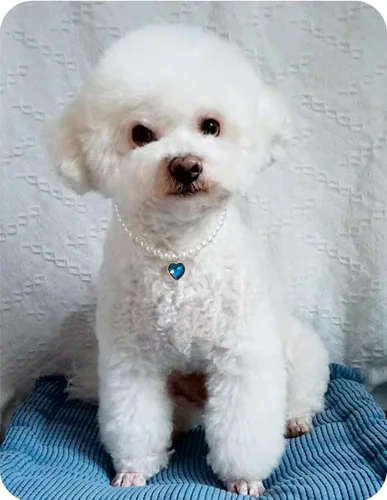 Vista 3 de Collar de perro con perlas y diamantes de imitación para perros pequeños, accesorios para collar de mascotas (azul marino, pequeño)
