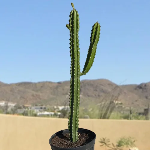 Vista 8 de Cactus Outlet - Curiosity - Plantas de cactus vivas, plantas vivas para uso en interiores y exteriores, cactus vivos, 12 a 18 pulgadas, cactus vivos