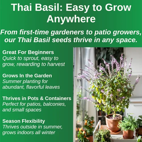 Vista 3 de TKE Farms & Gardens - Semillas de albahaca tailandesa para plantar, más de 500 semillas de reliquia sin OMG, hierba fácil de cultivar, jardinería