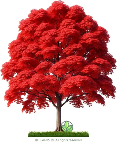 Vista 3 de Northern Red Maple Tree Semillas Premium Acer rubrum 'Fall' Plants'® (Premium Seeds, 10)