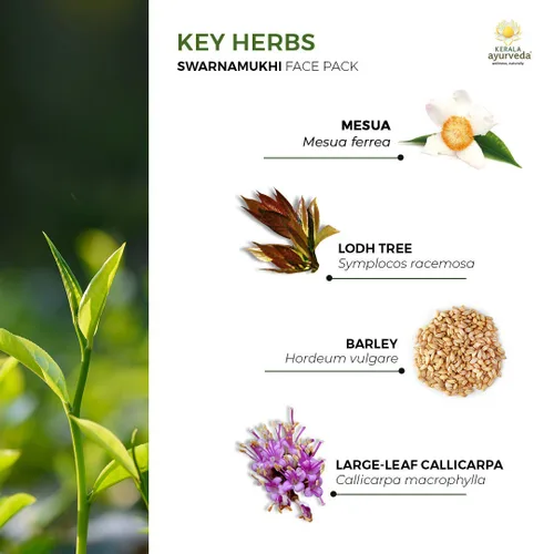 Vista 7 de Kerala Ayurveda Swarnamukhi - Paquete facial de 1.7 onzas, mezcla de loto y azafrán, exfoliante suave para la piel, fomenta el brillo saludable