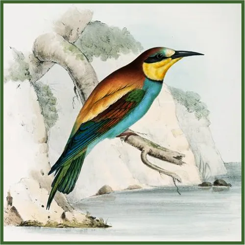 Vista 24 de Canguros australianos John Gould Counted Patrón de punto de cruz