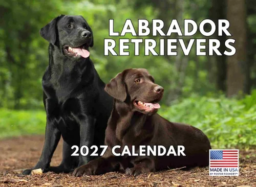 Vista 13 de Calendario mensual de pared Airedale Terrier Dog 2027