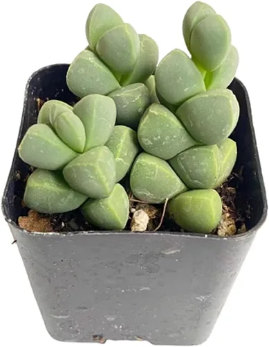 Vista 6 de Plantas suculentas vivas (Graptopetalum Superbum de 2")