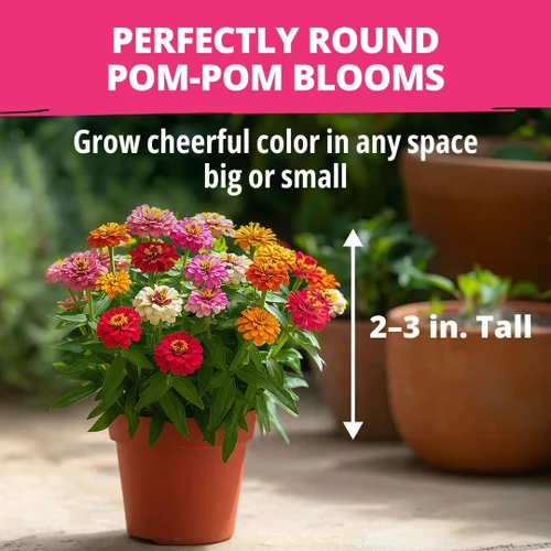 Vista 148 de HOME GROWN Semillas de Hollyhock de doble mezcla de Chater, 200 semillas